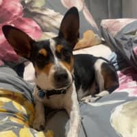 Photo of Pepsi (Was Audrey)