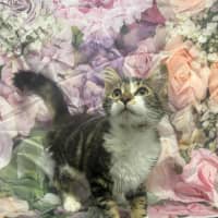 Photo of Linnie   Located In Kew