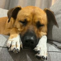 Photo of Brandi   3 Year Old Staffy X Shar Pei