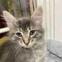 Photo of Dobby