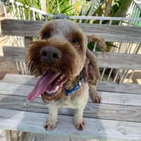 Photo of Simba