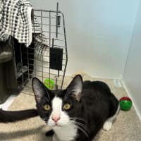 Photo of Pongo