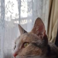 Photo of Lady Marmalade 