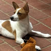 Photo of Toby