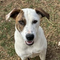 Photo of Thunder *$350 Adoption Fee* 