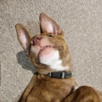 Photo of Archie