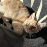 Photo of George   Located In Lower Plenty