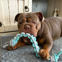 Photo of Tazzie