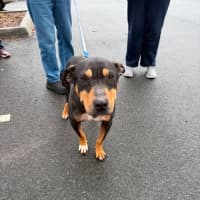 Photo of Schooner