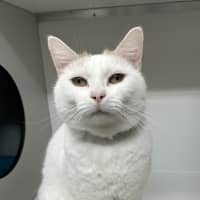 Photo of Tigger