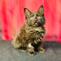 Photo of Merlin (Located In Preston) 