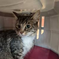 Photo of Darcy! ☘️