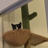Photo of Morgan *9 Lives Project Rescue*