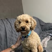 Photo of Rocky   2 Year Old Cavoodle