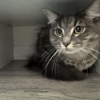 Photo of Floofball