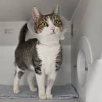 Photo of Annie