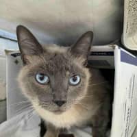 Photo of Mittens