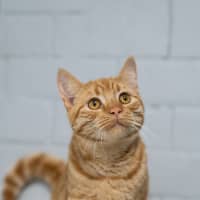 Photo of Samson