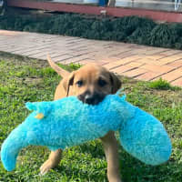 Photo of Goldie