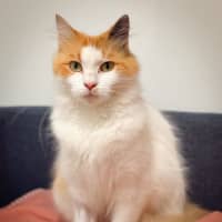 Photo of Harmony Was Miss Catberry Jam