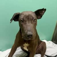 Photo of Bramble
