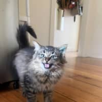 Photo of Percy