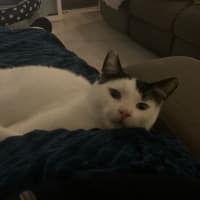 Photo of Diesel