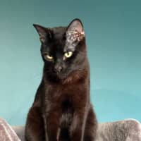 Photo of Alfie