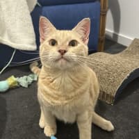 Photo of Loki