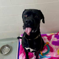 Photo of D1067 Buster