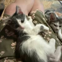 Photo of Misty
