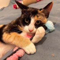 Photo of Chicken Schnitz