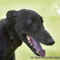 Photo of Billy (Canya Revamp)