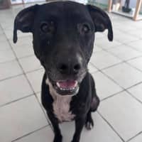 Photo of Roxy
