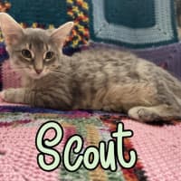 Photo of Scout 
