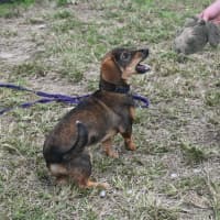 Photo of Marshal