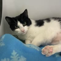 Photo of Oreo