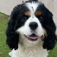 Photo of Winston