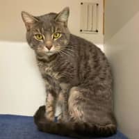 Photo of Willow