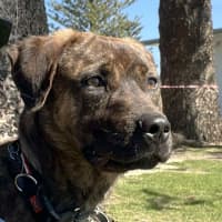 Photo of Maverick 🐴 1.5yo, Staffy X Rotti(on Trial 8/11/25