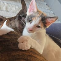 Photo of Amelia