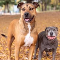 Photo of Lily And Tazi