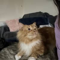 Photo of Peaches 