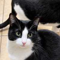 Photo of Clawdia Schiffer + Meowly Cyrus