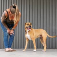 Photo of Gidget   6 Year Old Staffy X Mastiff