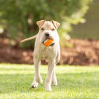 Photo of Lucky
