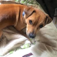 Photo of Ginger Meggs