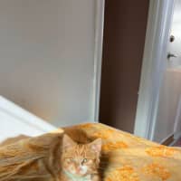 Photo of Sunny   Your Ray Of Sunshine