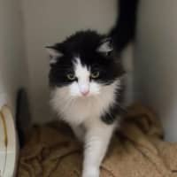 Photo of Phoenix