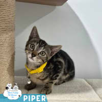 Photo of Piper